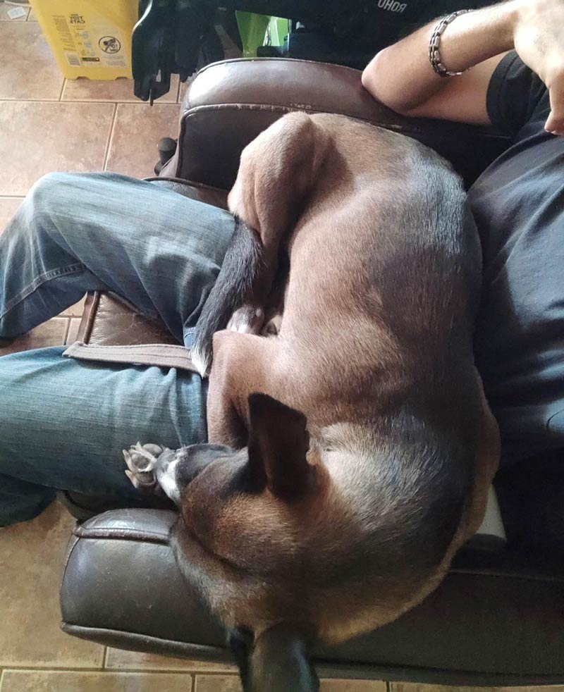 Dad keeps saying she's not a lap dog. The lap dog says otherwise