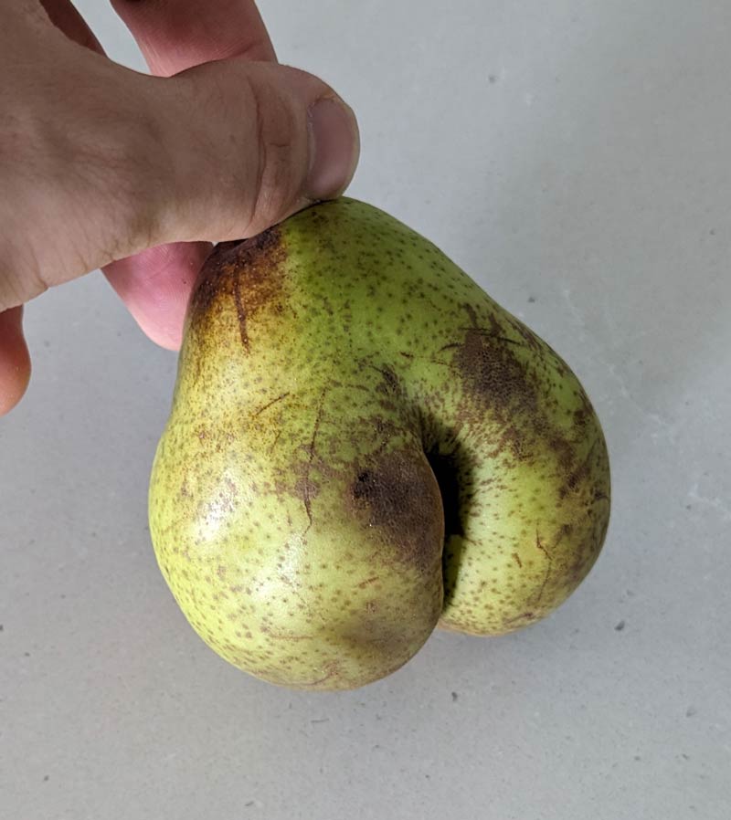 Feels weird to eat this pear