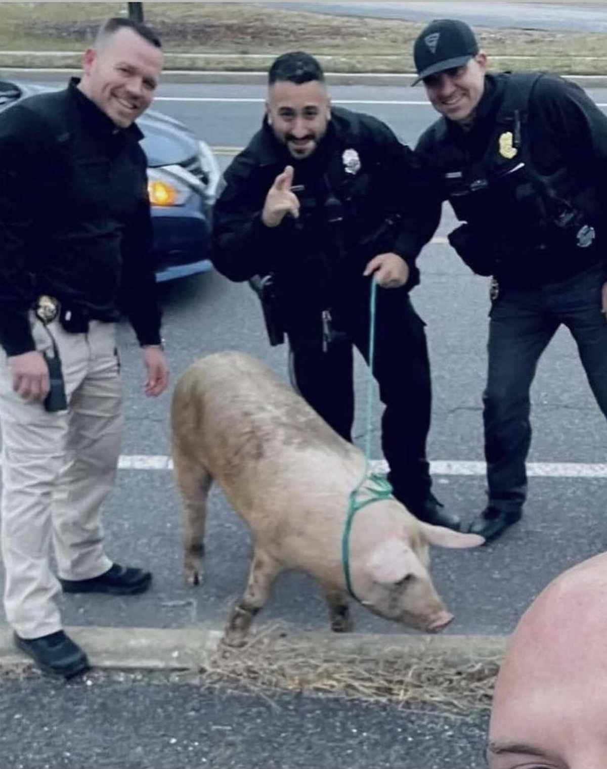 Escaped pig “Albert Einswine” leads NJ police on 14 mile chase