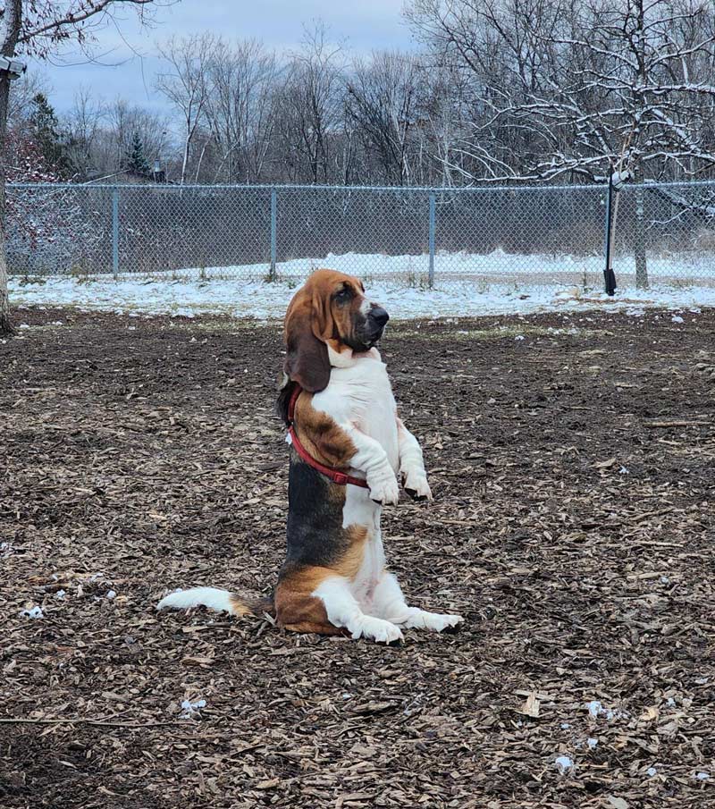 Basset hound at the dog park, she stayed like this for a good 10 minutes