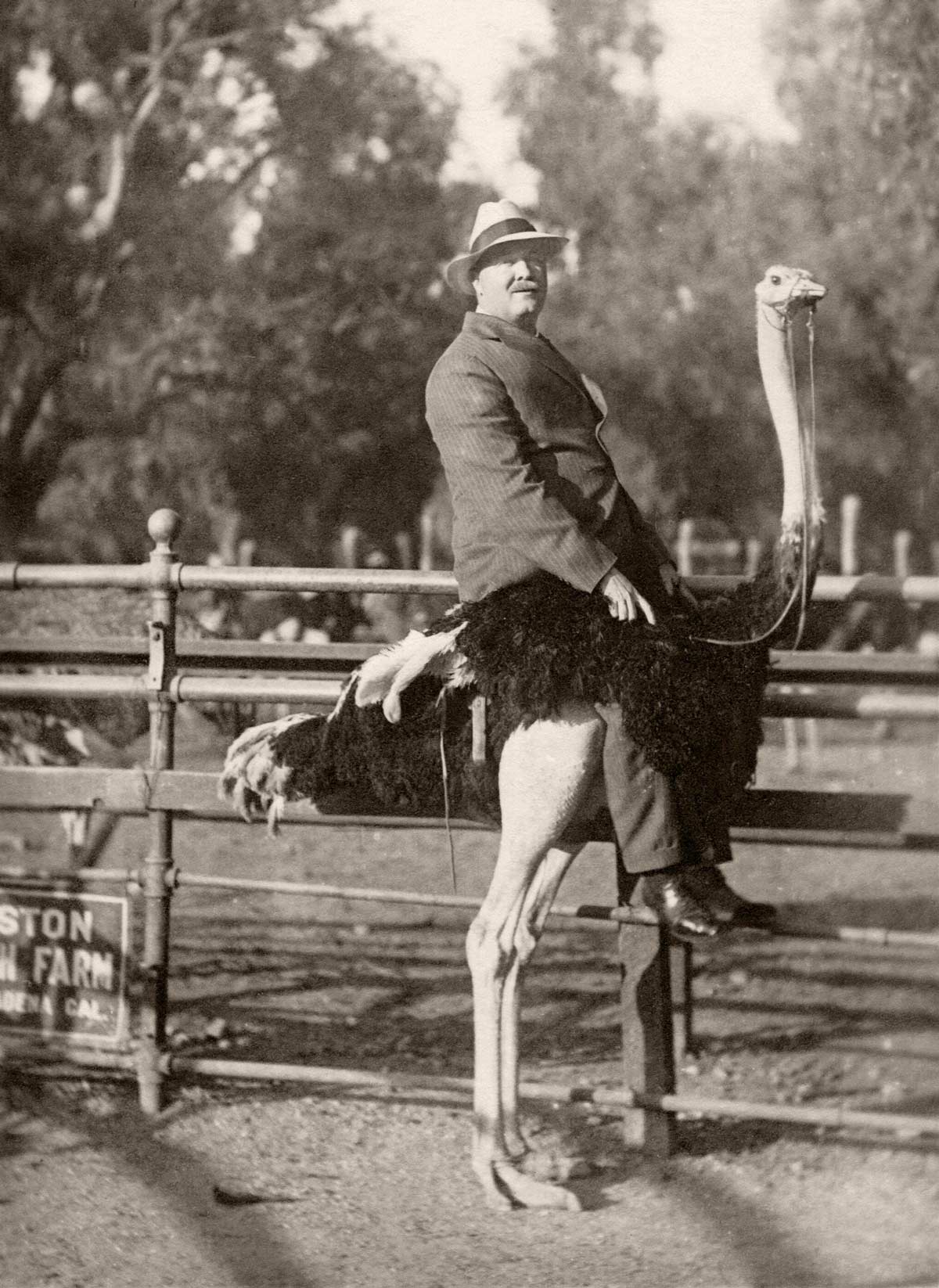 My great-grandfather at the Cawston Ostrich Farm in South Pasadena, California, ca 1920