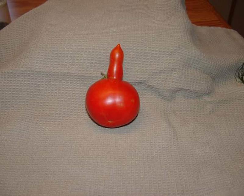 This tomato from my dad's garden