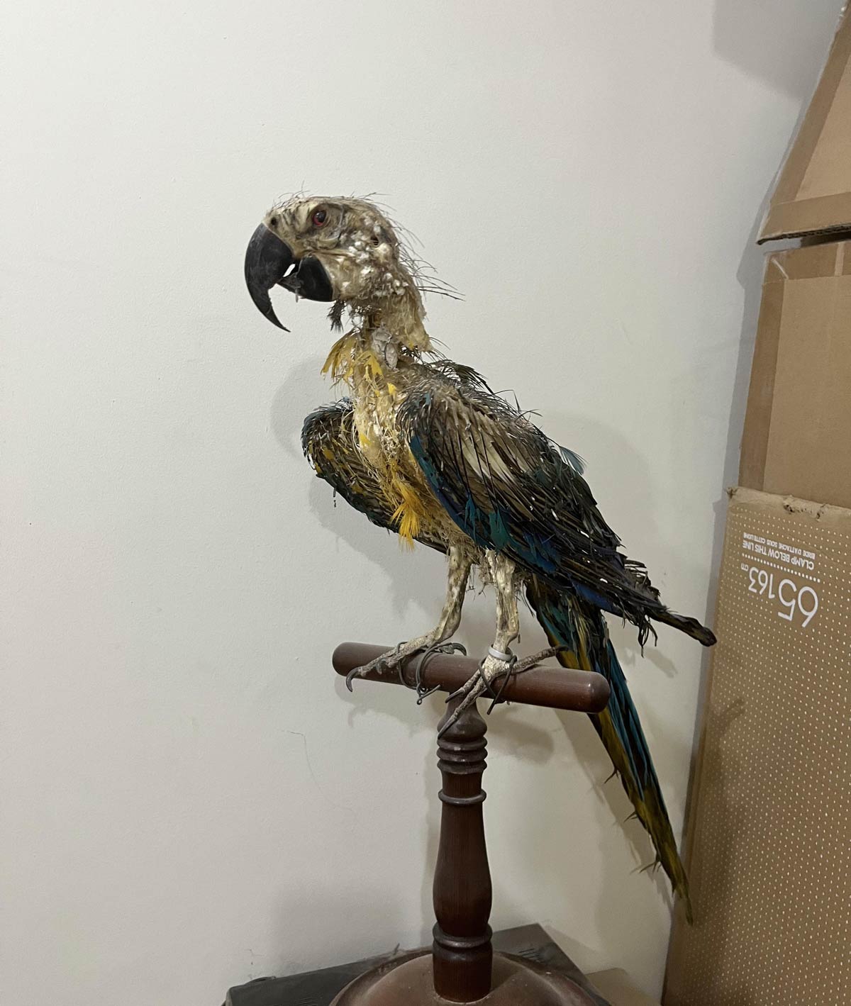 My grandfather sent his bird to a taxidermist. The results are macawbre