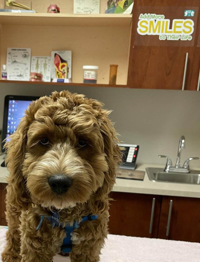 Bowser did not want to listen to the sign at the vet