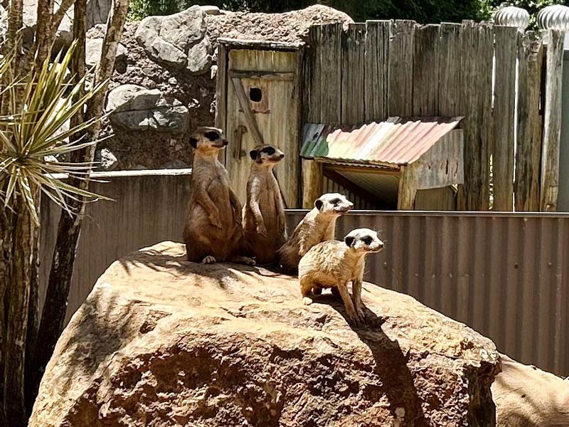 Evolution of Meerkat