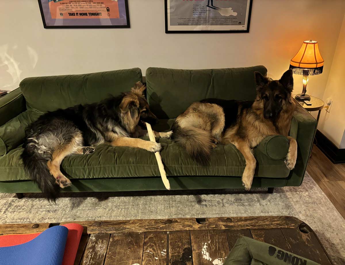 I used to have a spot until my wife wanted two German Shepherds and the one on the left is only 8 months old. It’s only going to get worse from here