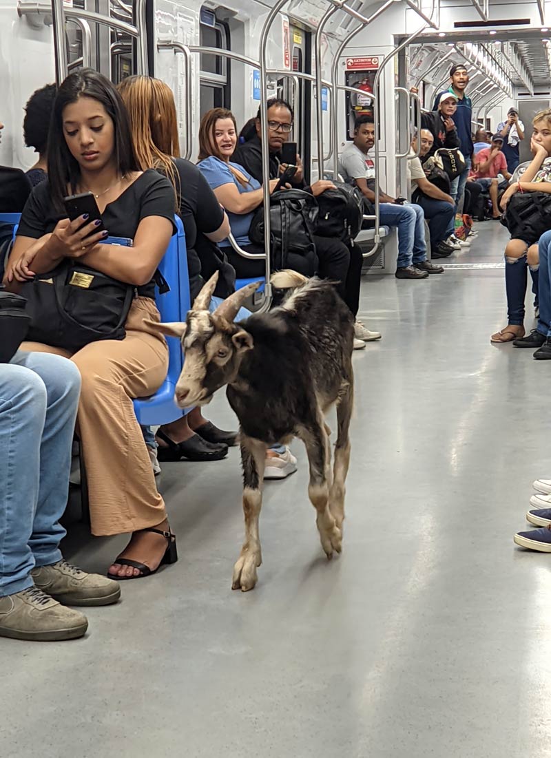 Goat escaped from a farm in Brazil and was riding the train