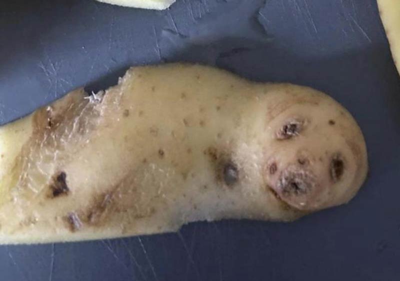 Seal potato