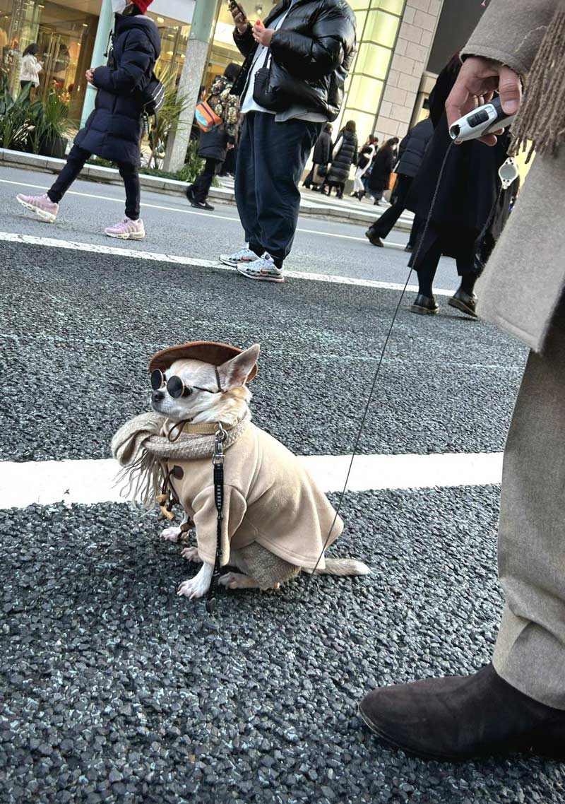 Stylish Chihuahua