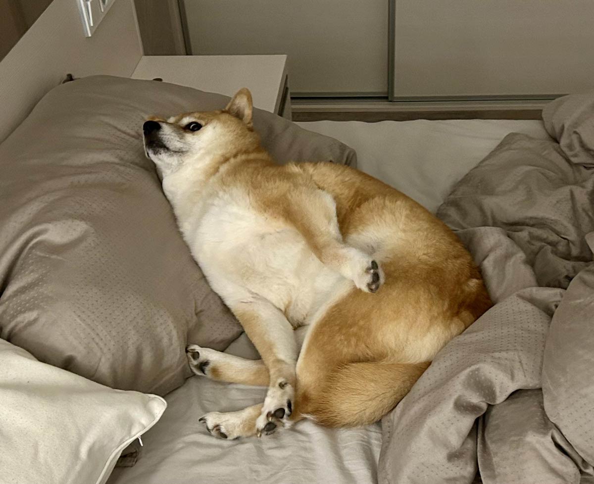 I found my doggo in a weird position