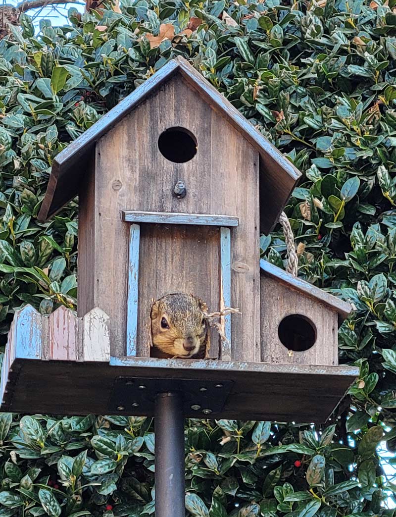 A squirrel moved into my birdhouse