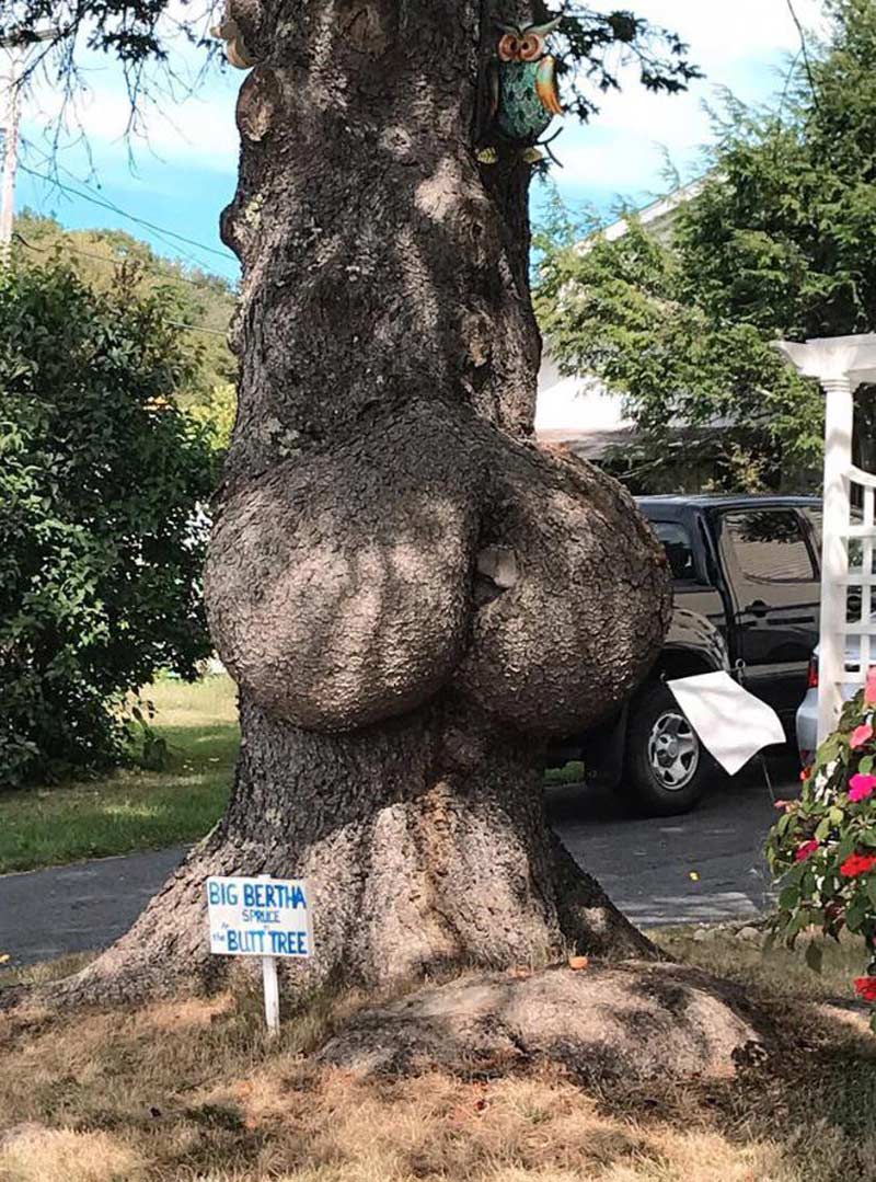 Big Bertha Butt Tree