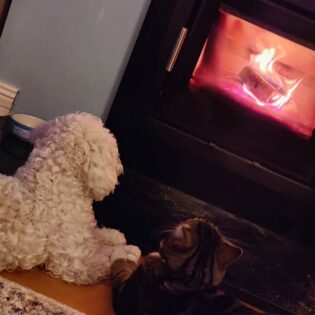 Cat & puppy holding paws by the fire