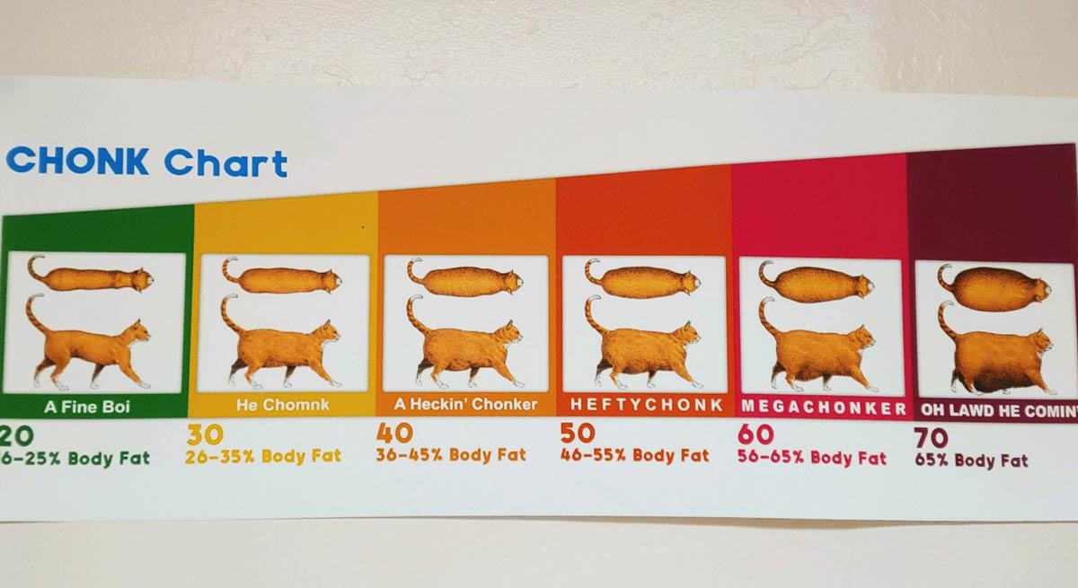 Cat fat chart at my vet's office
