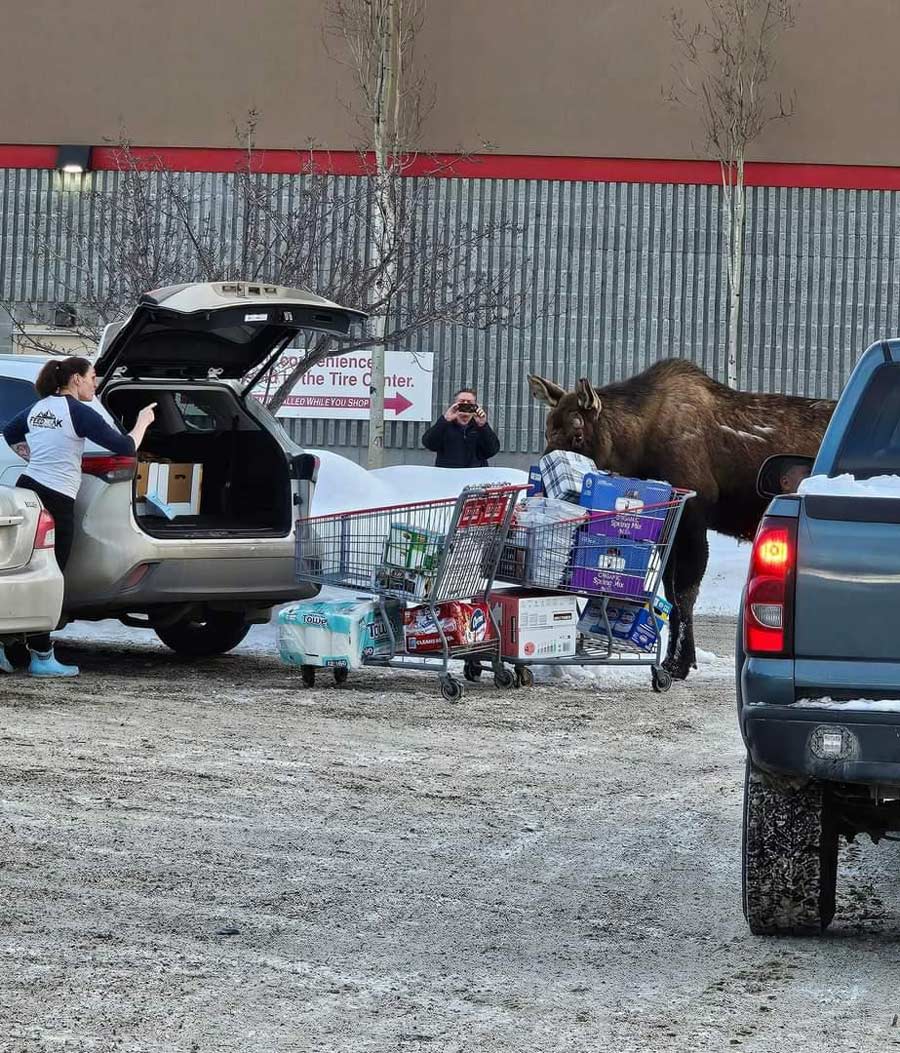 Curious moose in Alaska