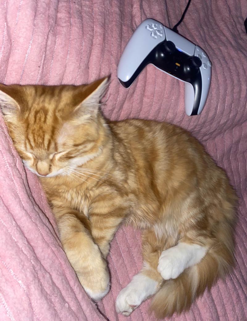 Kitty or the PS5
