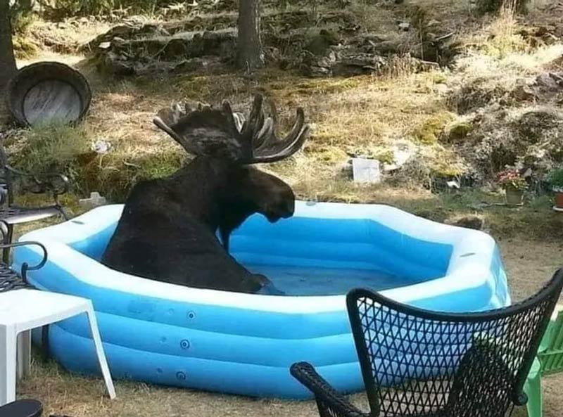 If the moose fits, the moose sits