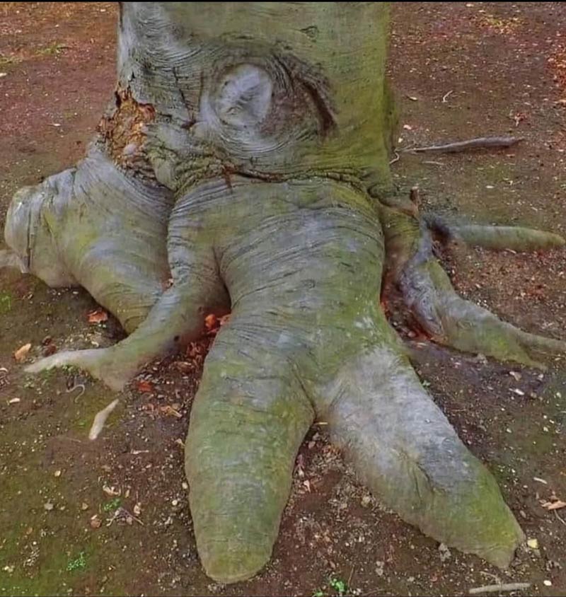 Stupid sexy tree