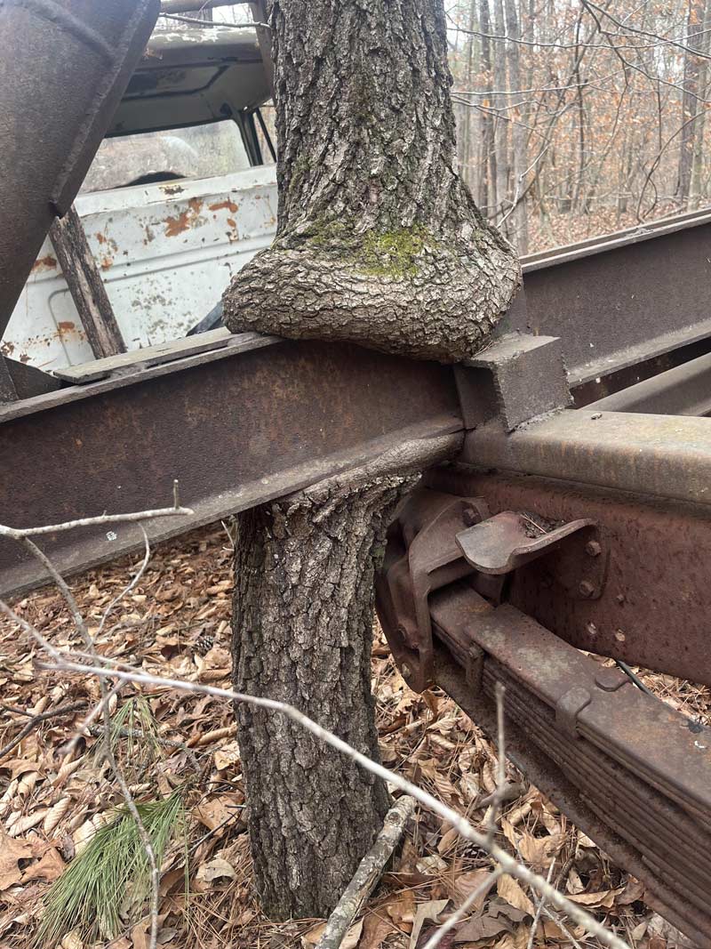 Tree eats old log truck