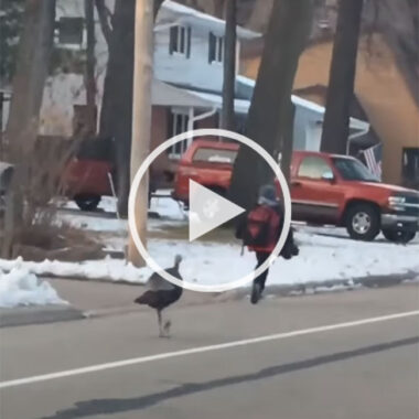 Turkey Chasing Kid Down the Street