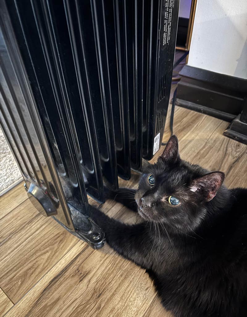 Buddy loves to put his legs under the portable heater