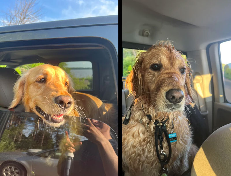 Before and after taking my golden retriever to the beach