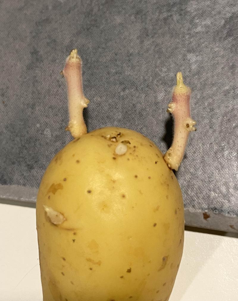 My potato last night was giving me attitude
