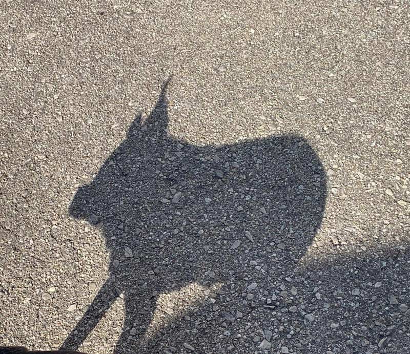 This is the shadow of my chihuahua
