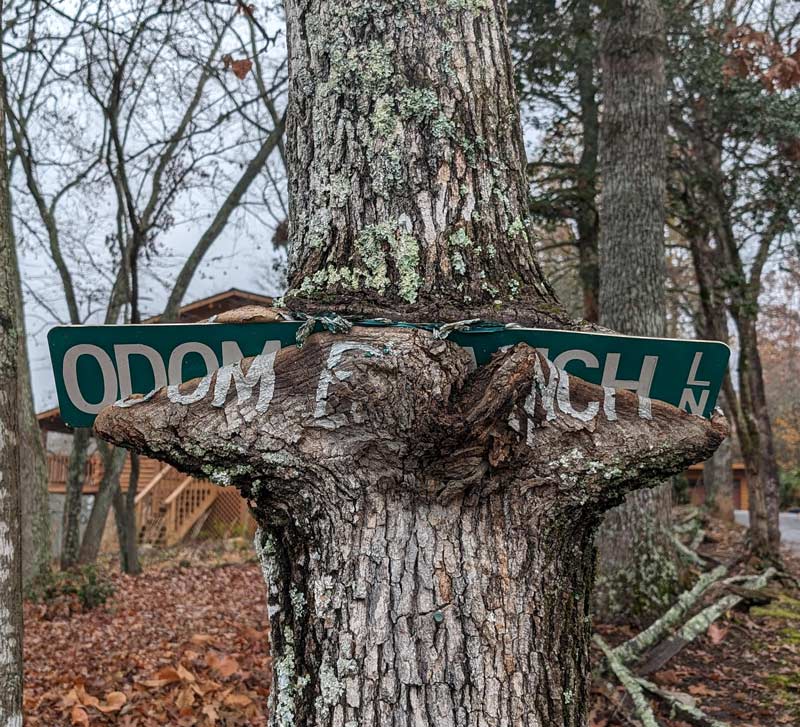 A tree peeling the letters off a sign
