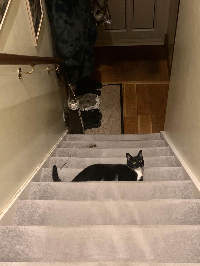 Cat on the stairs - M.C. Escher (2024)