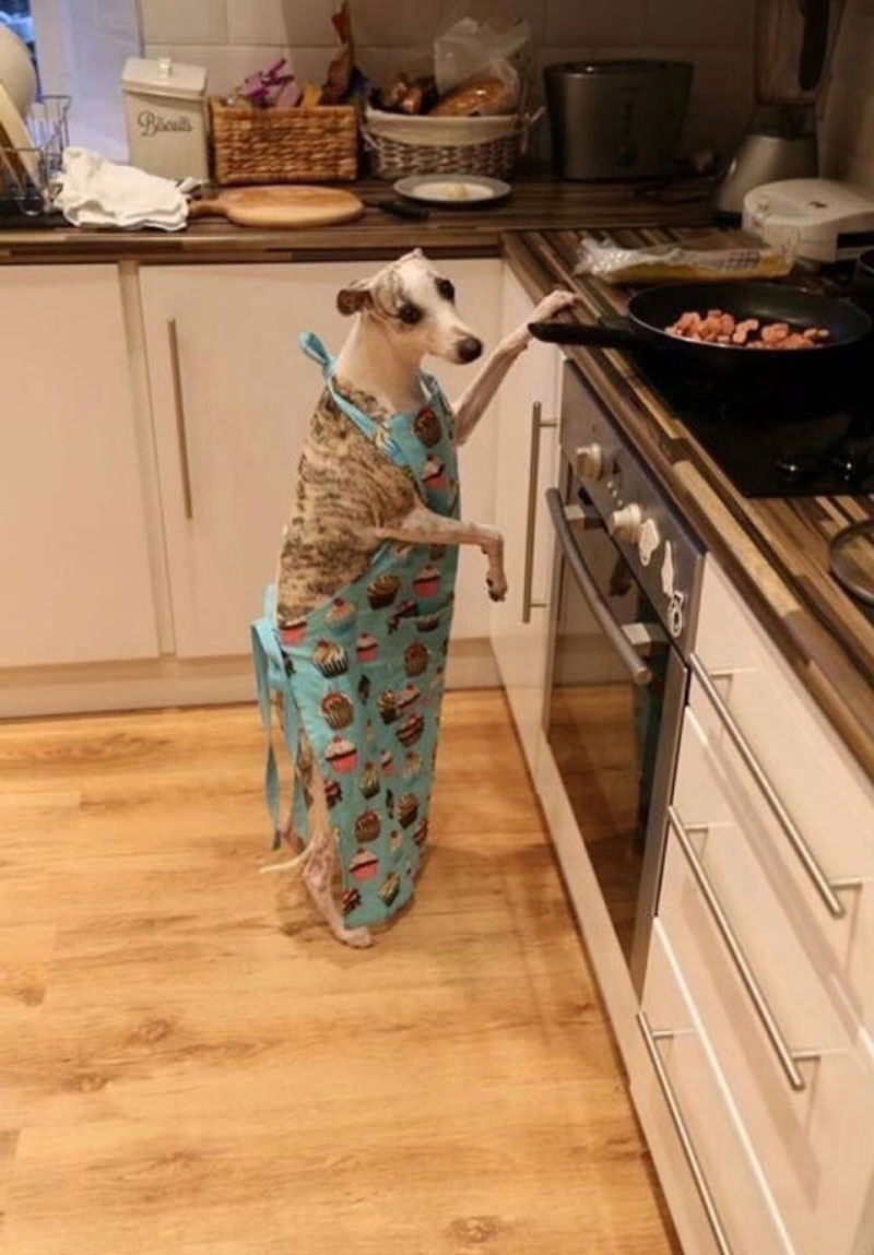 Dobby is a good chef