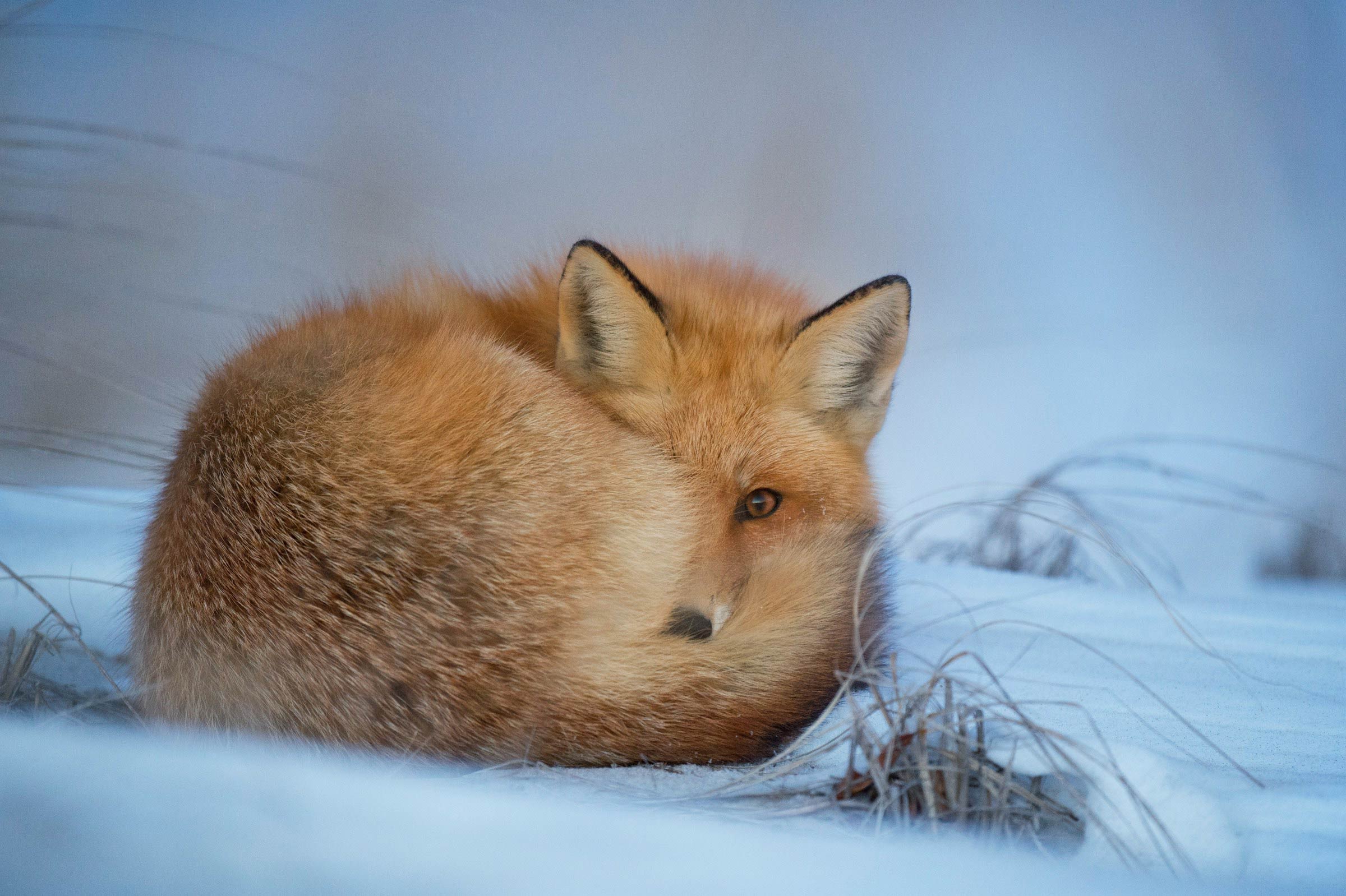 Fox Curled up on Snow, Lanoka Harbor, New Jersey, United States