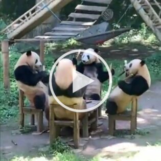 Pandas got more friends than me