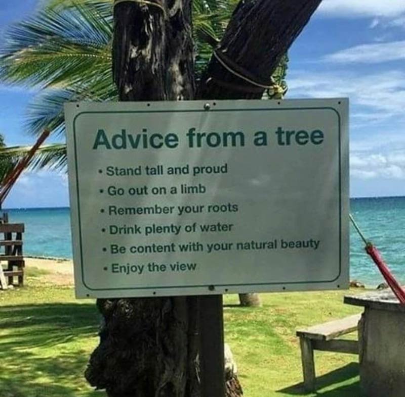Tree Advice