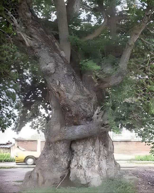 Tree hugging a tree