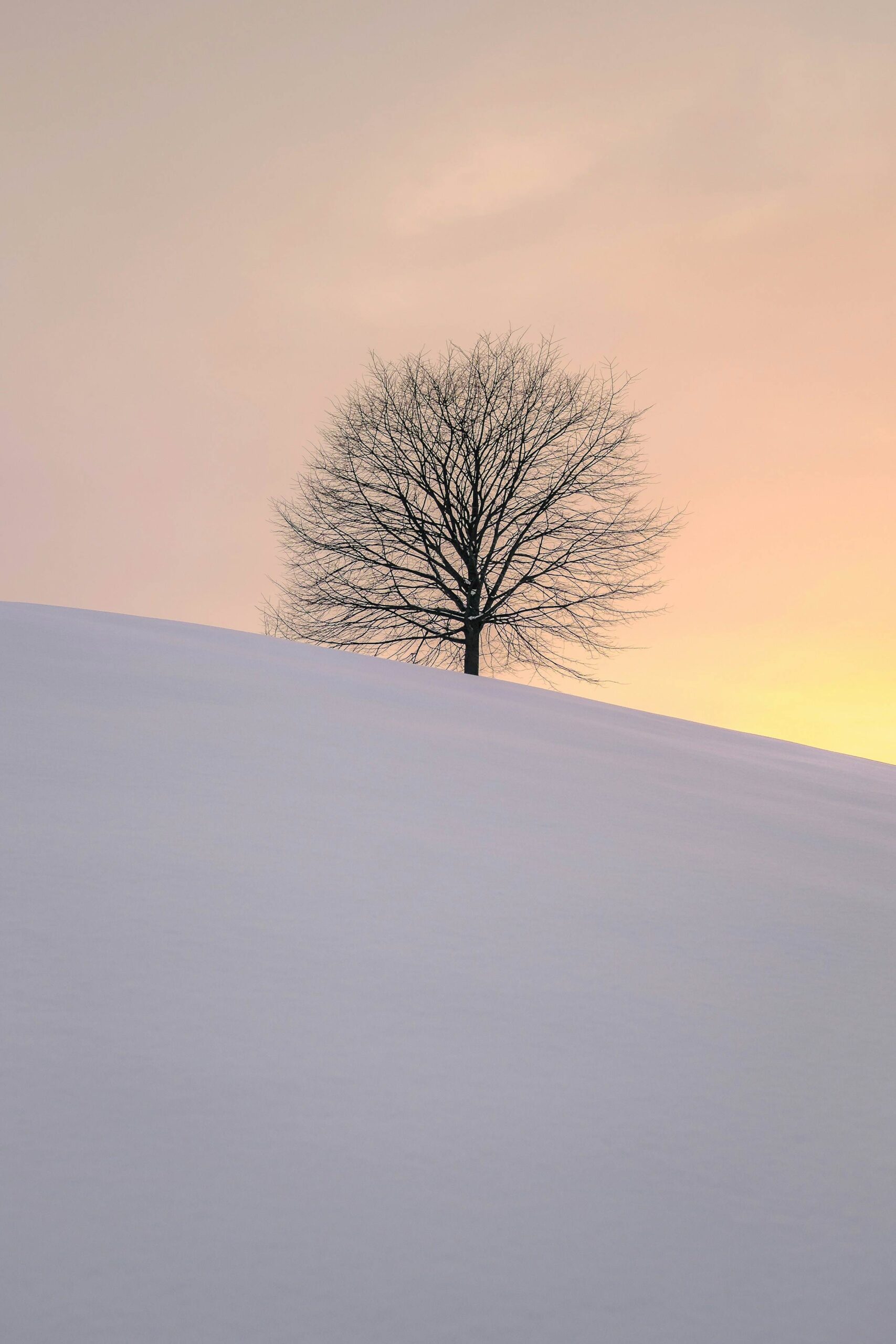 Winter Tree Background