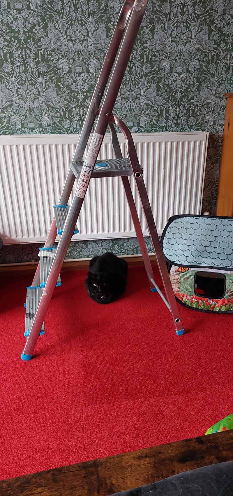 Our black cat under a ladder. Are we doomed