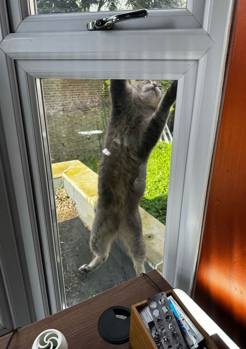 My cat just tried to get into my house via a closed window