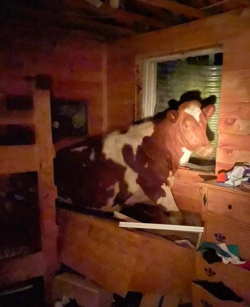 My family friends cow fell through their egress window into the basement