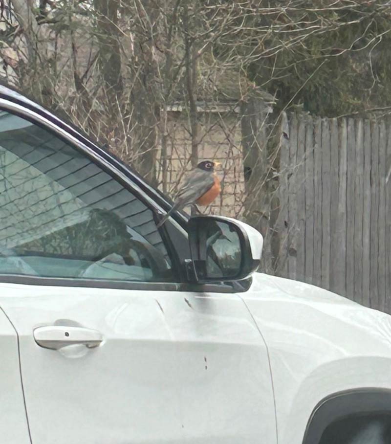 This fat robin entered my life a month ago. He loves perching on car mirrors and taking morning poops