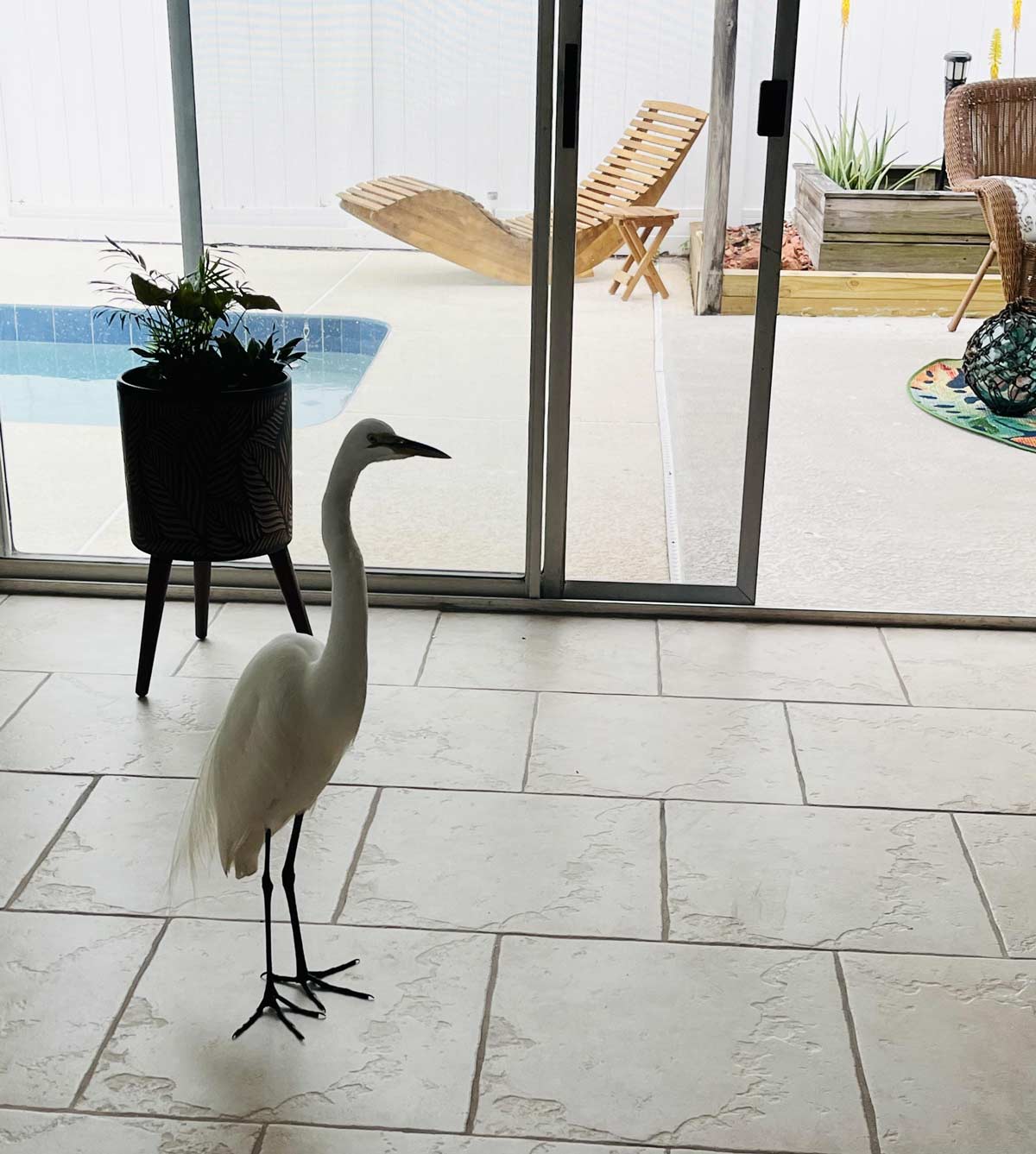 I just moved in this house and there is a great egret who just comes in the house!