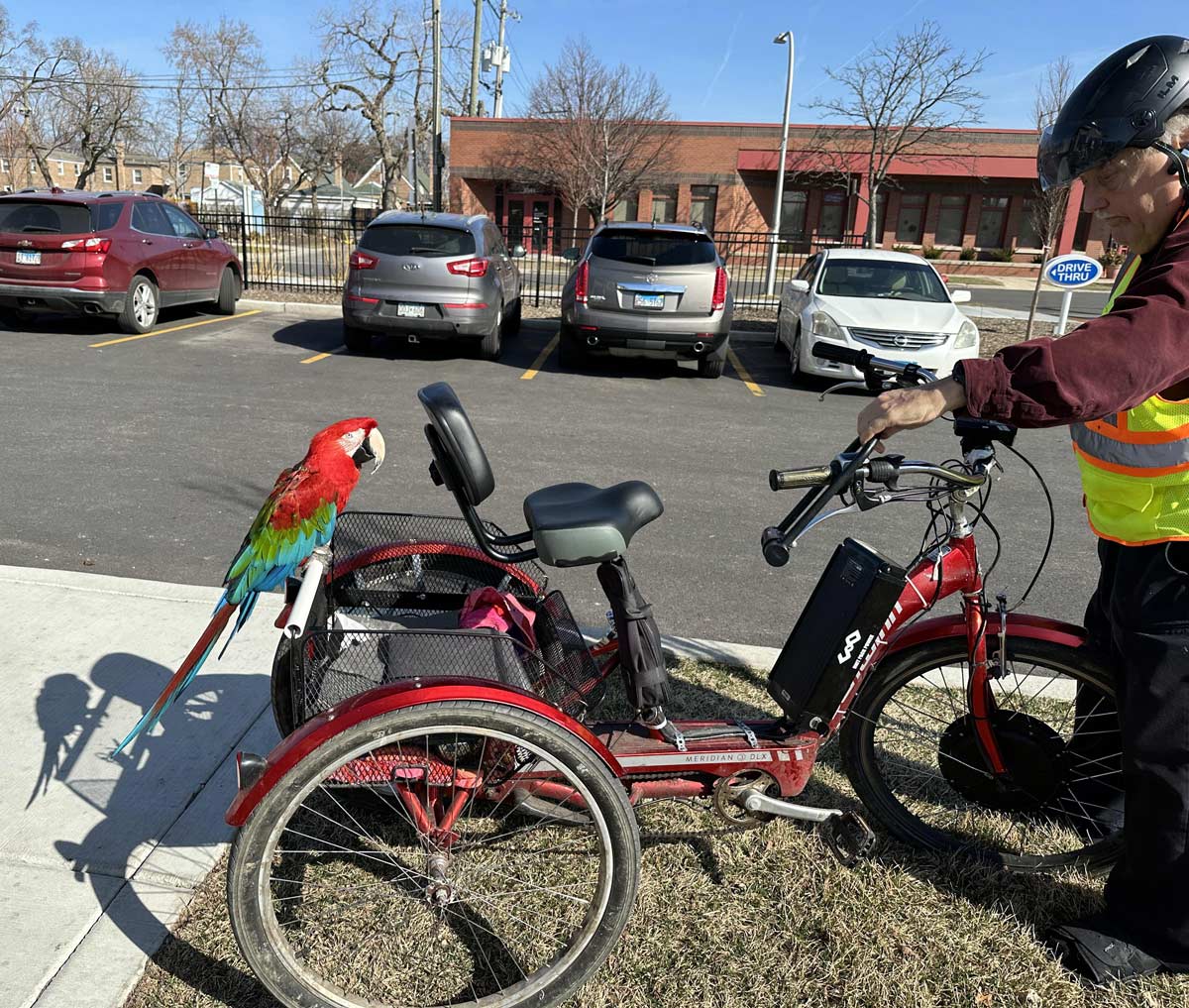 Man rides around with a parrot on the back of his tricycle