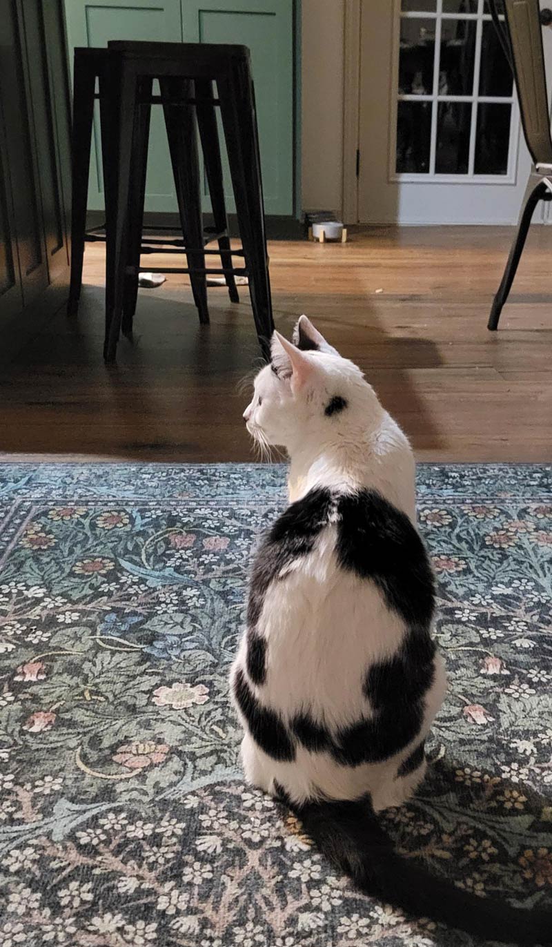 The pattern on my cat's back looks like a side profile of her head