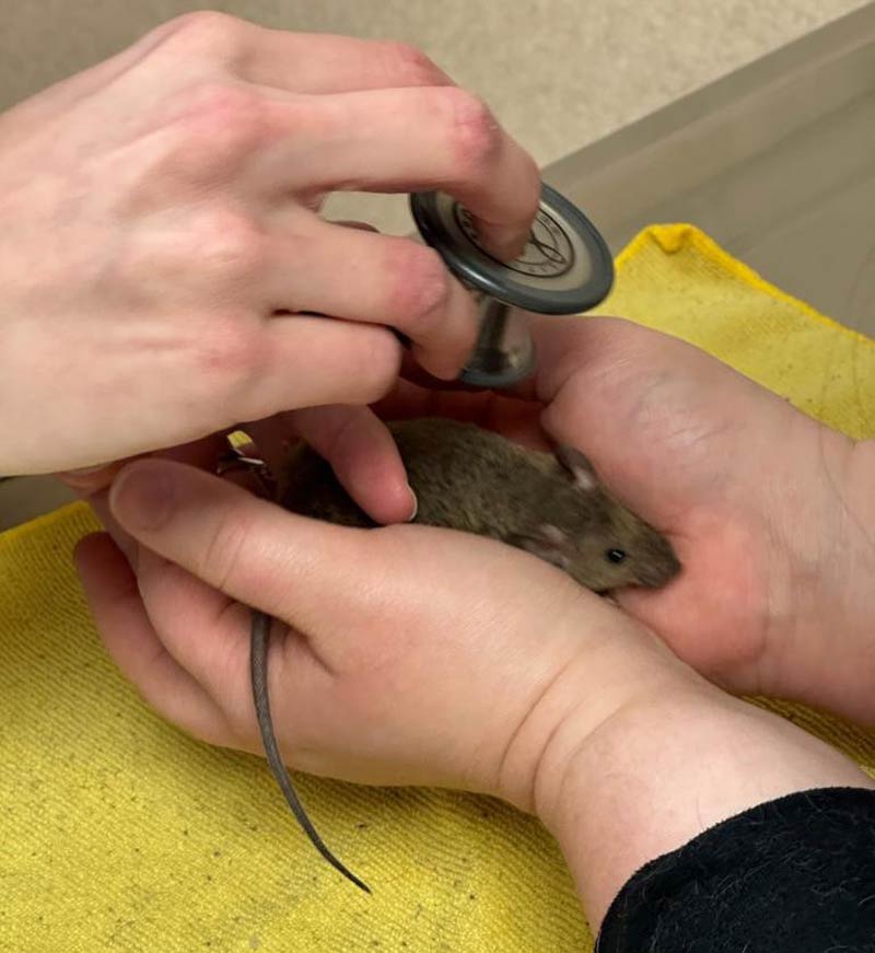 Vet used a human sized stethoscope on my pet mouse the other day