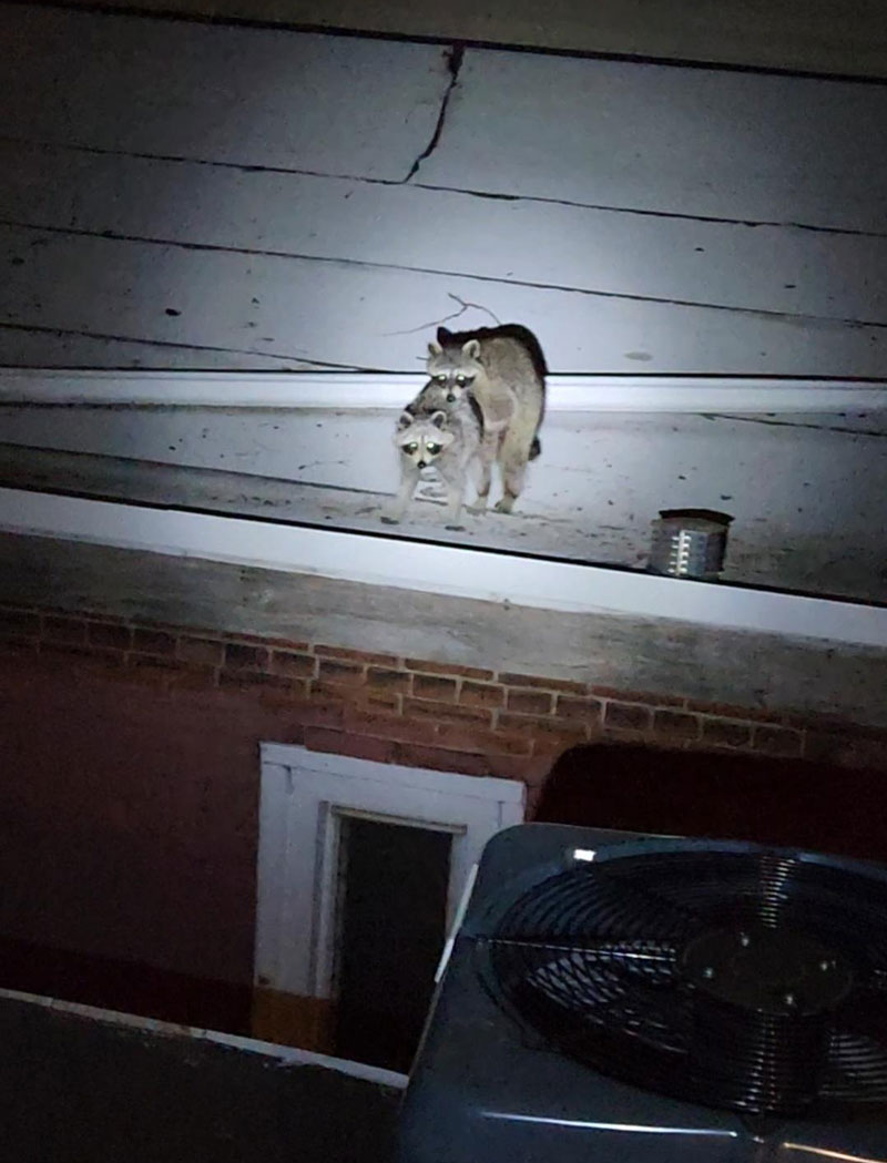Heard some strange sounds on my neighbor's roof last night