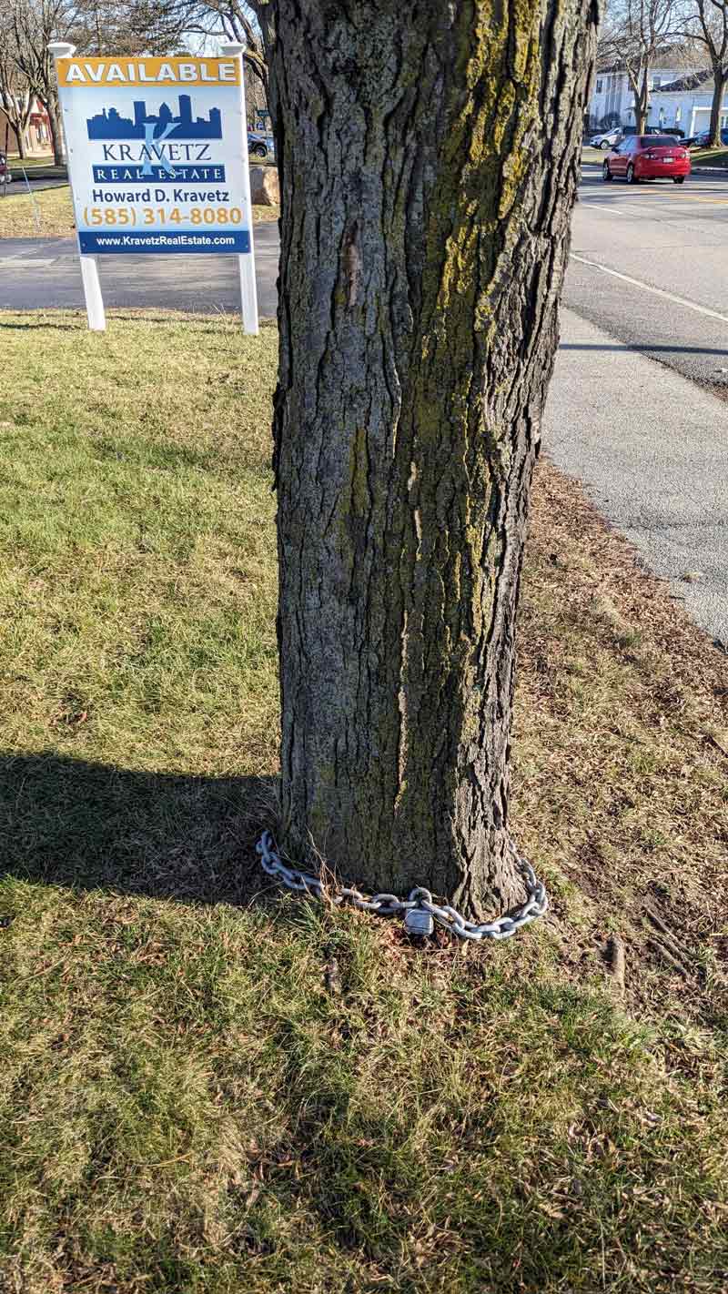 My city has so much crime, even the trees have to be locked up