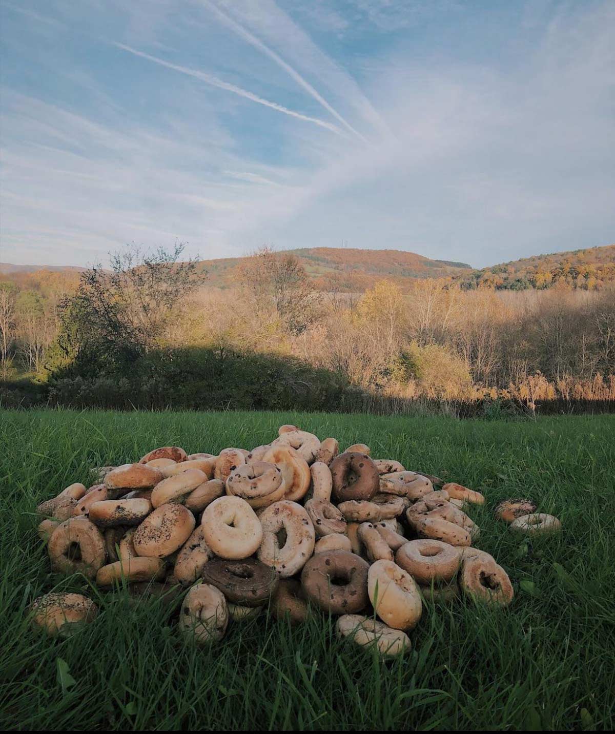 Pile of bagels I found 5 years ago while driving