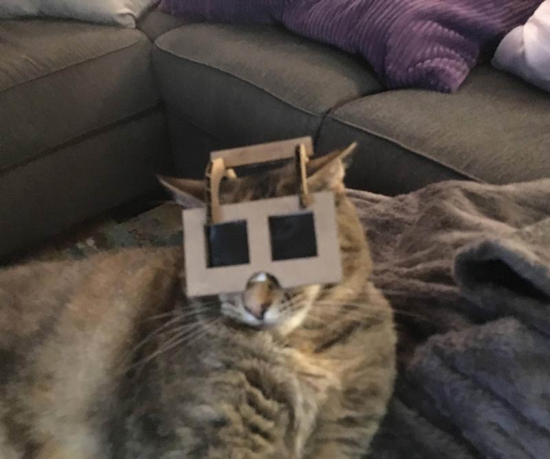 I found a way to protect my cats from eclipse-related eye injury, but they don’t seem to appreciate it