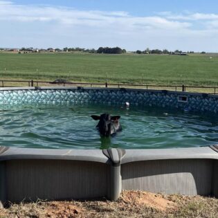 A family friend of ours had all their cows escape today. One of the cows refused to get out of the neighbor's pool