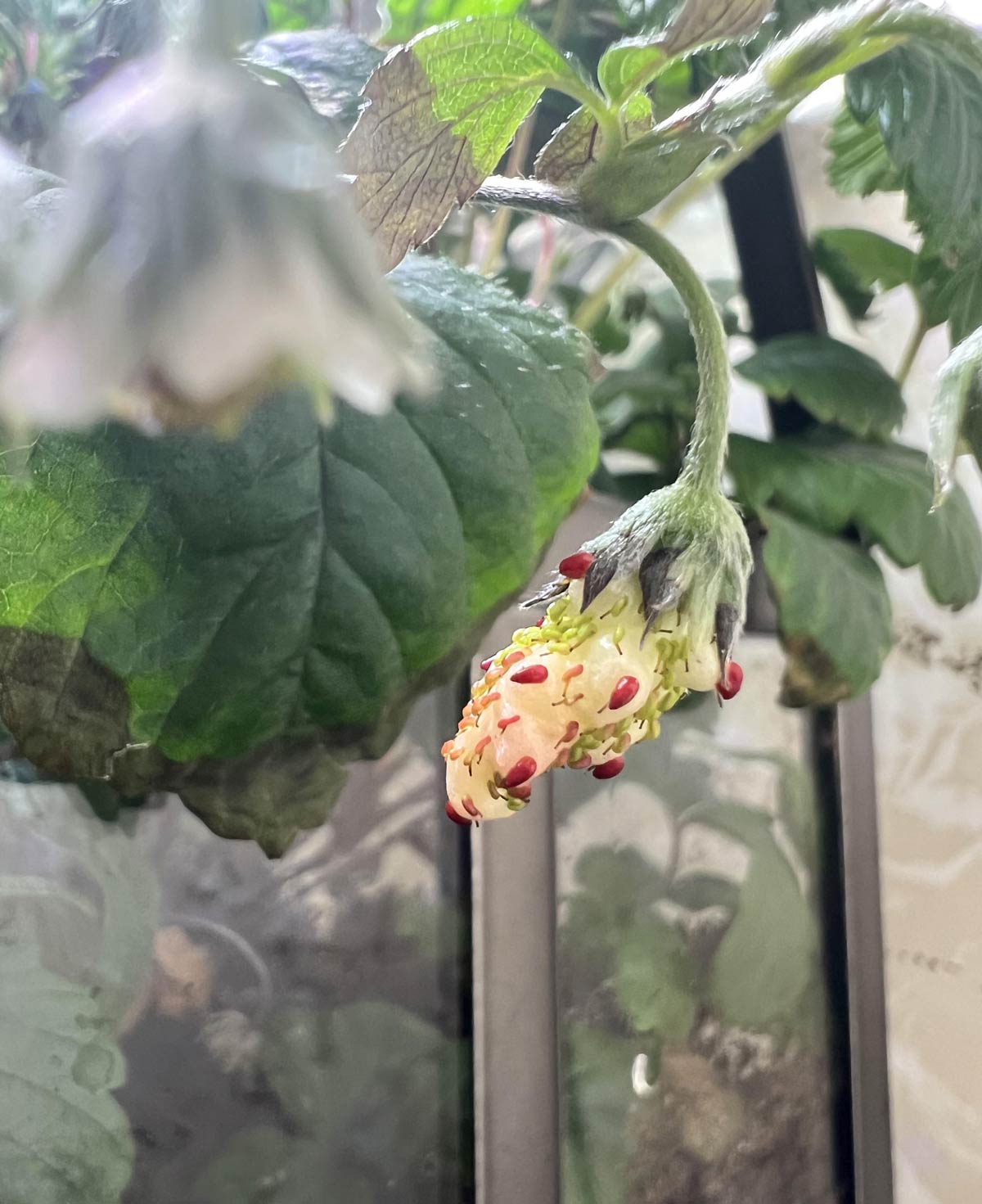 I attempted to hand pollinate my Indoor strawberry plant but I didn’t do a very good job